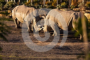 Two rhinos fighting in dust at sundown