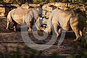 Two rhinos fighting in dust at sundown