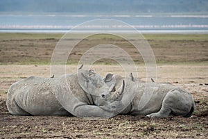 Two rhinos are sleeping on a lake in Africa. Kenya