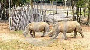 Two Rhinos Walking At A Safari In Vietnam.