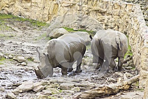 Two Rhinos in the Zoo