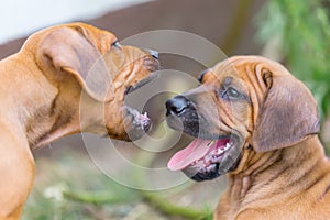 Two rhodesian ridgeback puppies playing outdoors