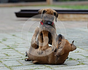 Two Rhodesian Ridgeback puppies playing outside.One is hopping on the other which is laying down on its back.