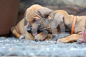 Two Rhodesian Ridgeback puppy chewing and looking amazing cute