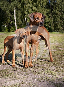 Two rhodesian ridgebacks