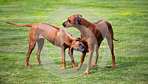 Two rhodesian ridgebacks - mum and daughter at the garden