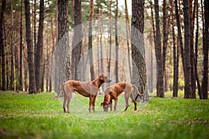 Two rhodesian ridgebacks walking outdoors