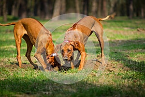 Rhodesian Ridgebacks