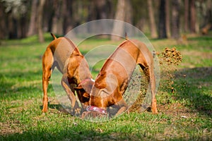 Rhodesian Ridgebacks