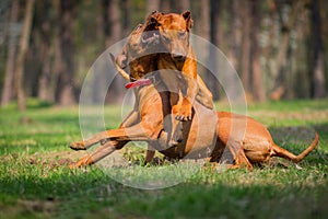 Rhodesian Ridgebacks