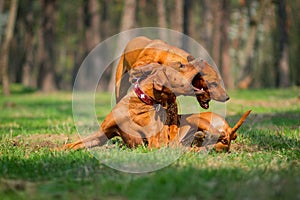 Rhodesian Ridgebacks