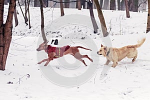 Two ridgeback dogs and a golden retriever run in the snow in the park in winter