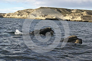 Two Right Whale in Patagonia, Argentina, South America.