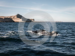 Two Right Whales Puerto Madryn