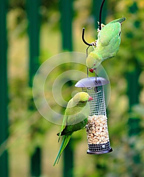Two ring necked parakeets squabbling over nuts in a bird feeder
