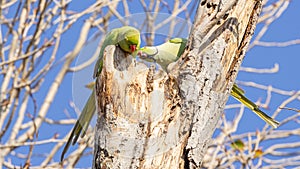 Two Ring-necked Parakeets on Tree Trunk