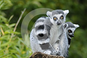 Two ring-tailed lemur