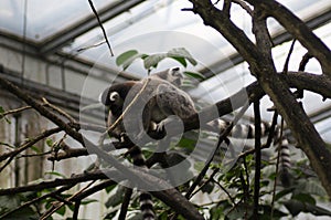 Two Ring tailed lemur