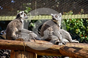 Two ring-tailed lemur sitting in the sun