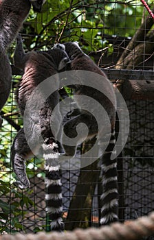 Two Ring-tailed lemur sitting on a tree