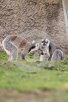 Two ring-tailed lemurs