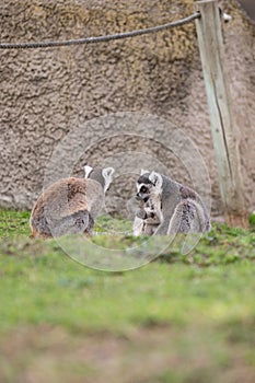 Two ring-tailed lemurs