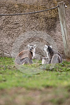 Two ring-tailed lemurs