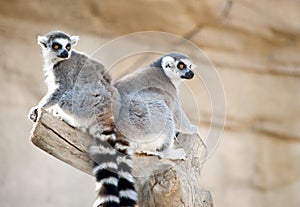 Two Ring Tailed Lemurs
