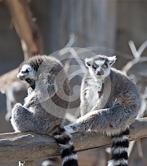 Two Ring Tailed Lemurs