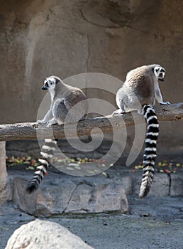 Two Ring Tailed Lemurs