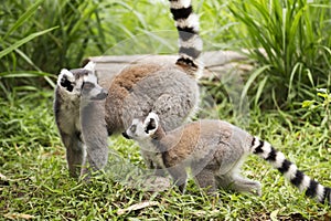 Two ring-tailed lemurs