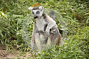 Two ring-tailed lemurs