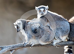 Two Ring Tailed Lemurs