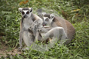 Two ring-tailed lemurs