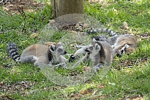Two Ring Tailed Lemurs in a Conversation