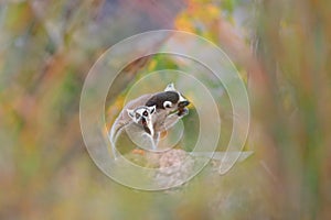 Two ring-tailed lemurs feeding on fruits with nice colorful background.