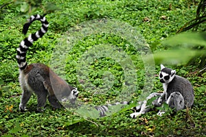 Two Ring tailed lemurs on green grass.