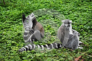 Two Ring tailed lemurs on green grass.