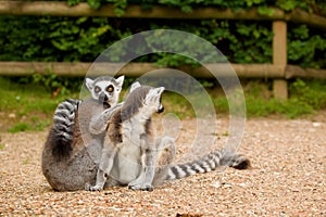 Two ring-tailed lemurs grooming