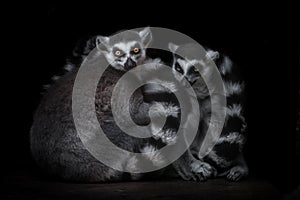 Two ring tailed lemurs hug and look  from the darkness, male and female