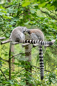 Two ring-tailed lemurs hugging in the tree