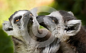 Two ring tailed lemurs (Lemur catta)