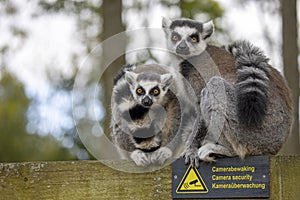 Two Ring Tailed Lemurs