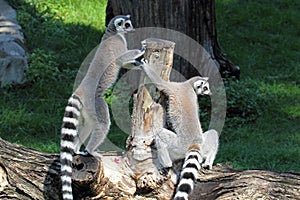 Two ring-tailed lemurs (Lemur catta) on a log