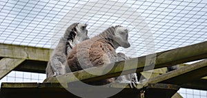 Two Ring Tailed Lemurs Lemur catta watching something together