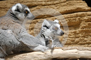 Two ring-tailed lemurs looking