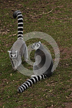 Two Ring-tailed Lemurs one sat the other walking on grass
