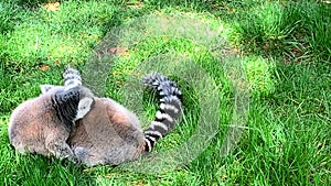 Two ring-tailed lemurs play in the grass.