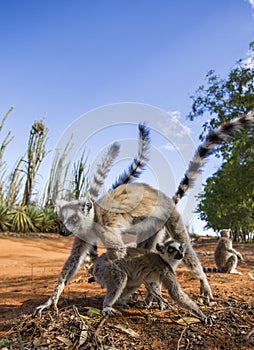 Two ring-tailed lemurs playing with each other. Madagascar.
