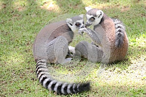 Two ring tailed lemurs playing together.